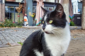 foto_sova39